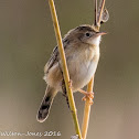 Zitting Cisticola; Buitrón