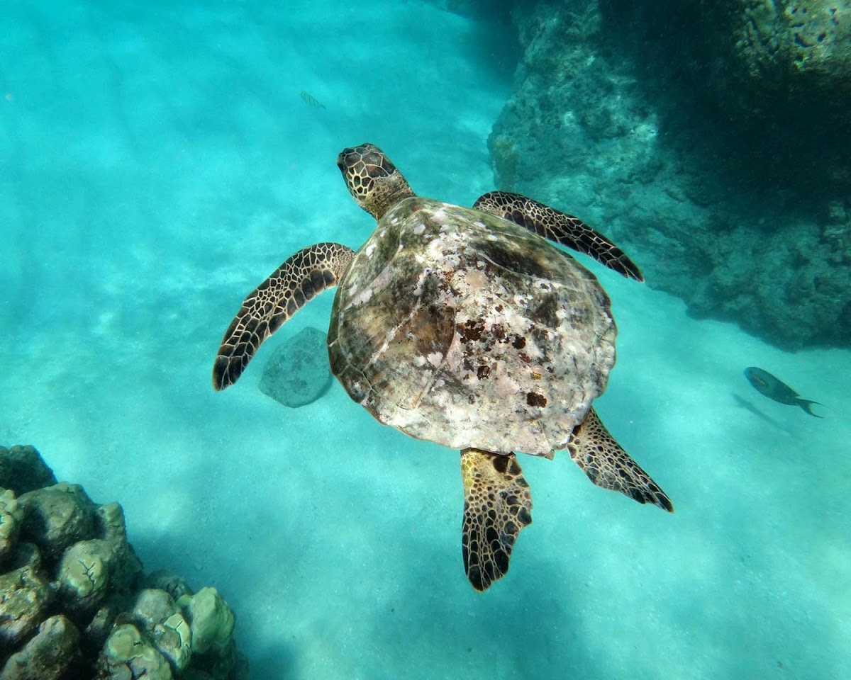 Green Sea Turtle