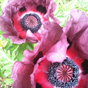 Oriental Poppy