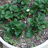 Strawberry Plant