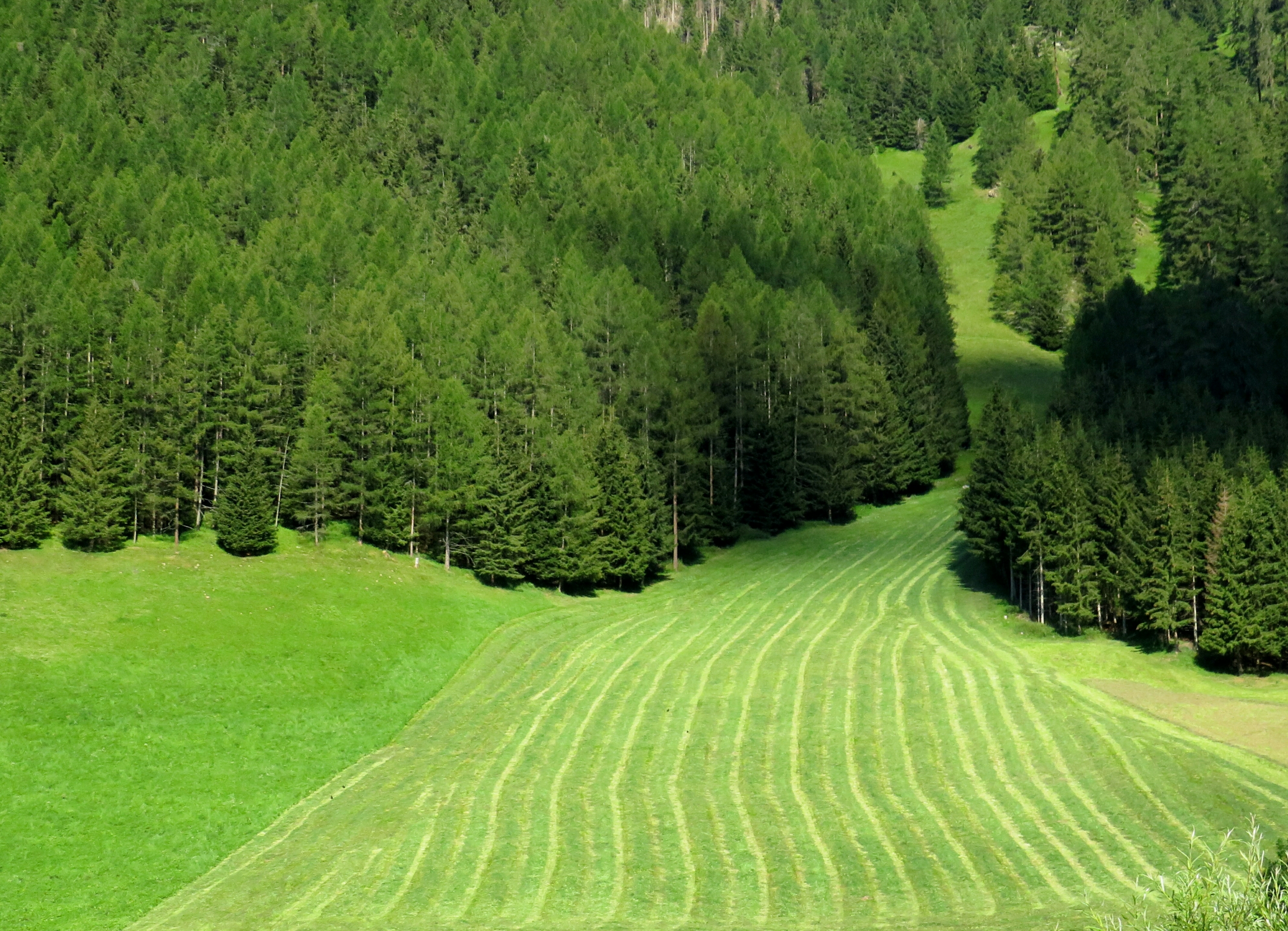 Prati pettinati di Giorgio Lucca