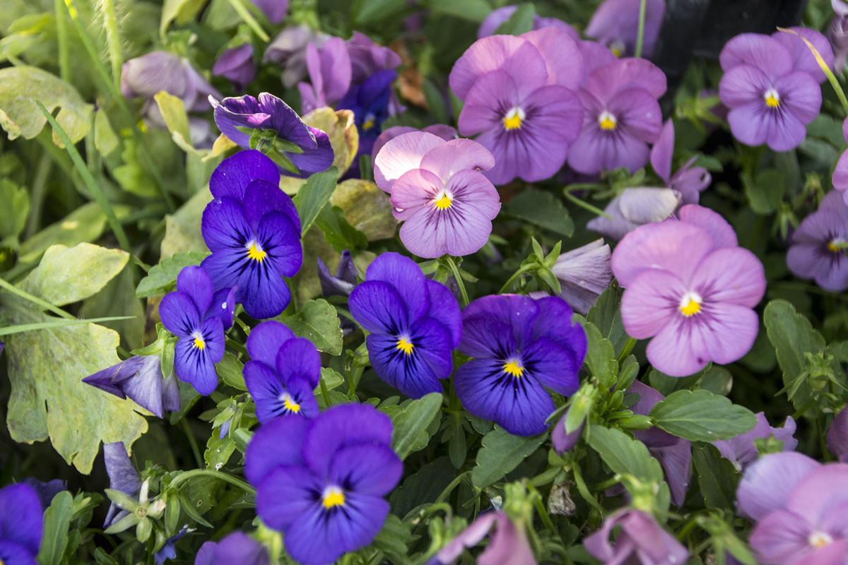 Garden Pansy