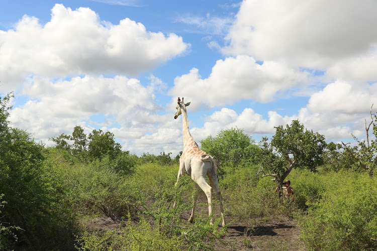 The lone white giraffe that was on Sunday fitted with a GPS tracking device at Ishaqbini Hirola Community Conservancy in Ijara: Courtesy.