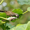 Black-throated Langhingthrush (黑喉噪鶥)