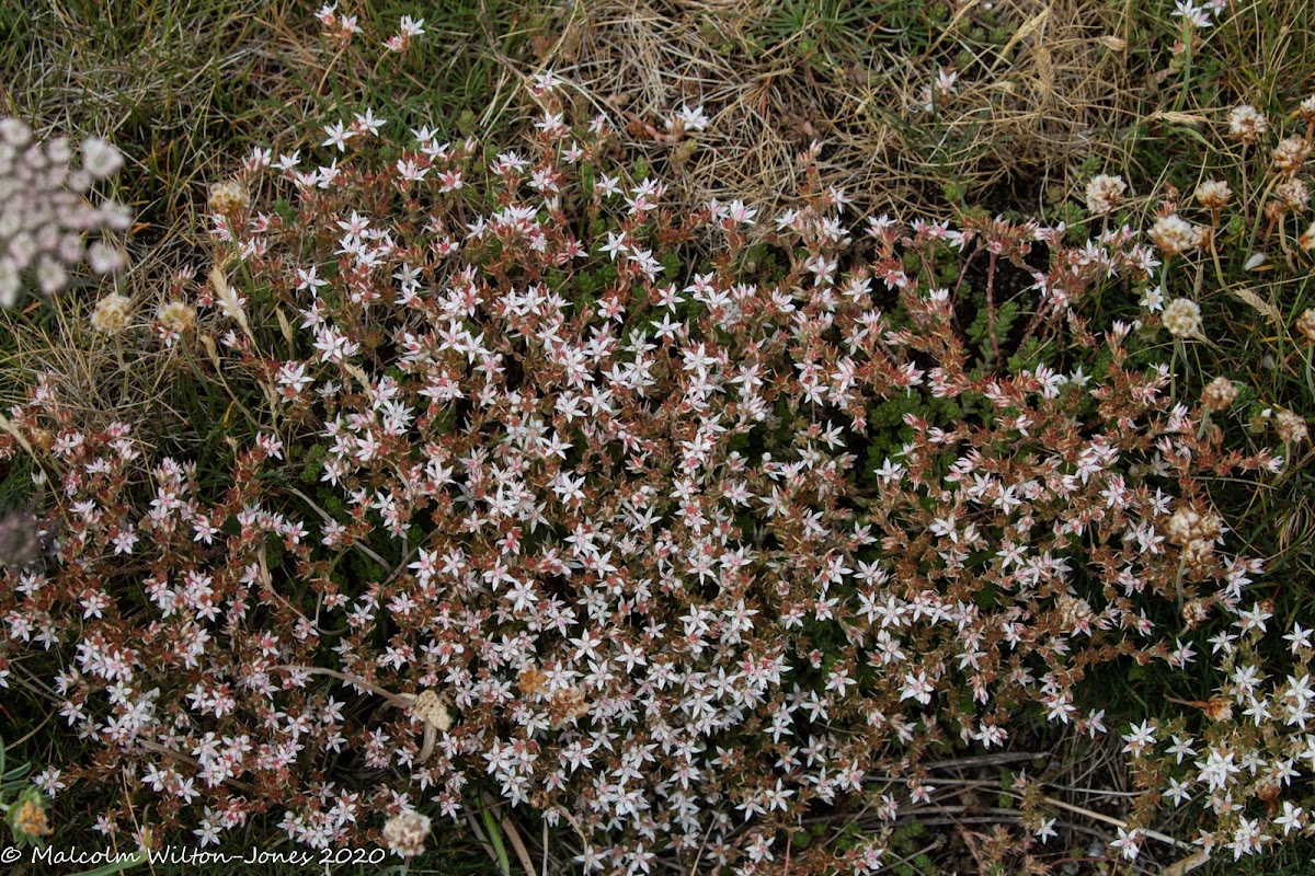 White Stonecrop