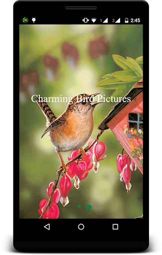 Charming Birds Pictures