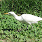 Cattle Egret