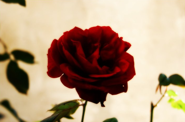 Red Rose di KatyOlly