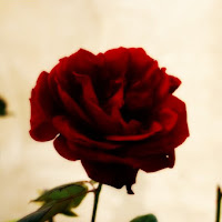 Red Rose di 