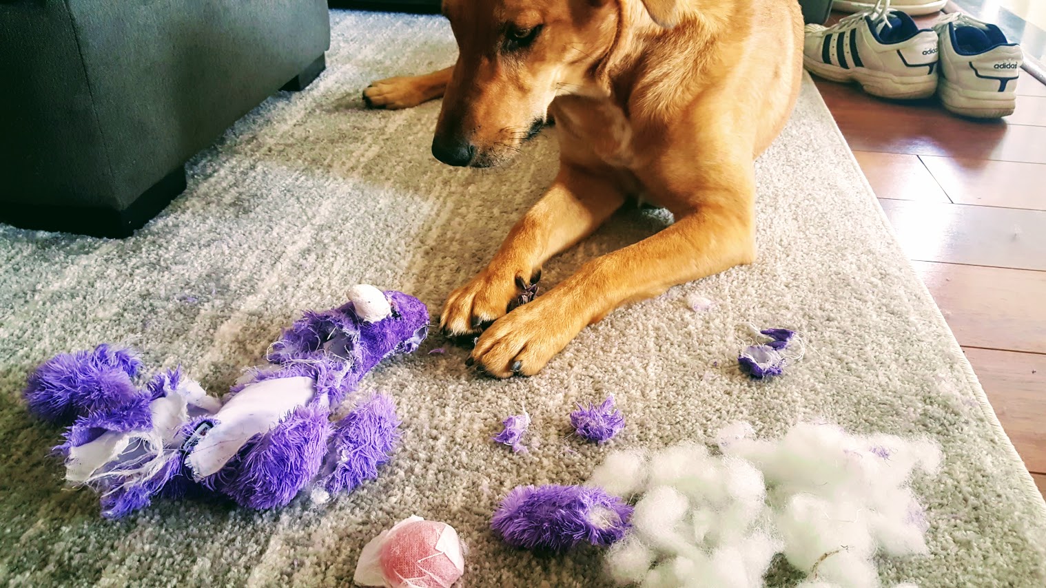 dog with destroyed toy