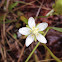 Grass-of-Parnassus