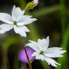 Woodland star