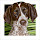 Pointer Puppy Themes & New Tab