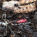 Red Flat Bark Beetle