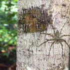 Lichen Spider