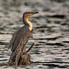 Great cormorant, Great black cormorant