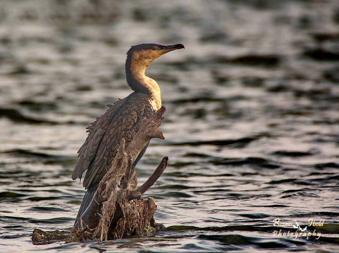 Great cormorant, Great black cormorant