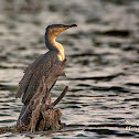 Great cormorant, Great black cormorant