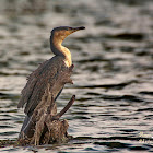 Great cormorant, Great black cormorant