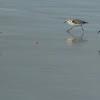 Sanderling