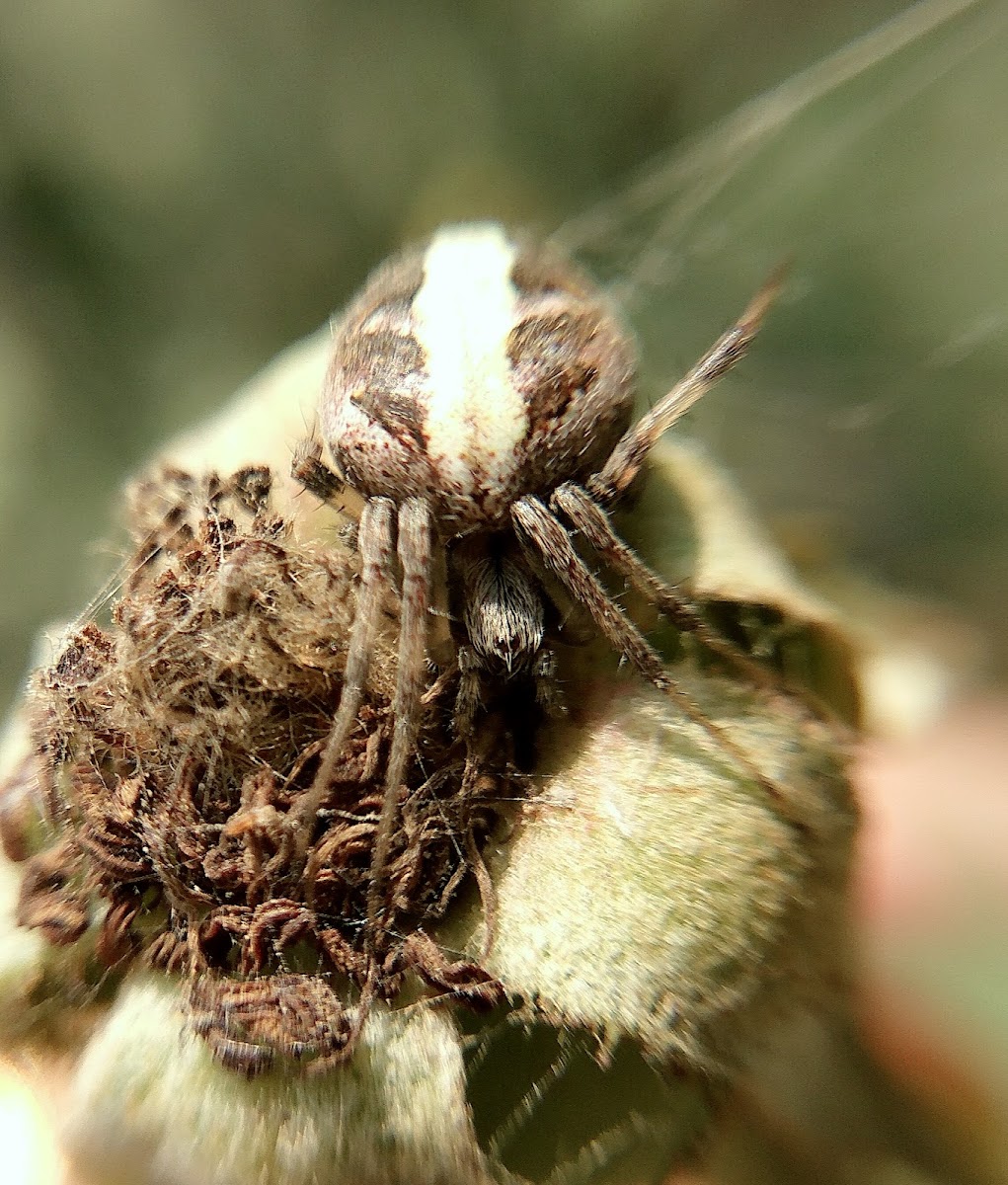 Orb Weaver