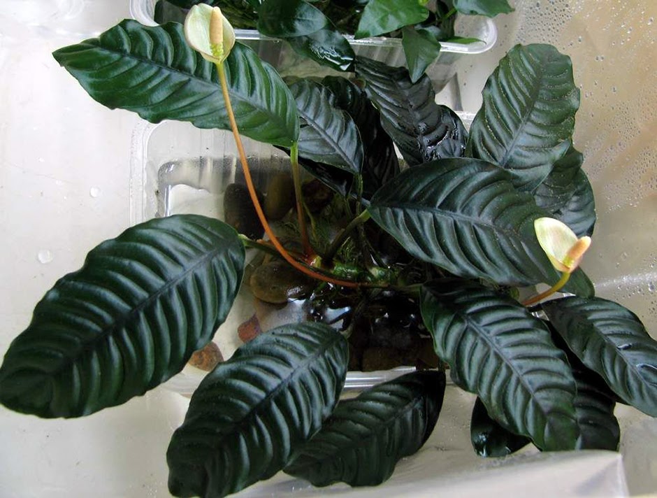 Анубиас Бартера (Anubias barteri)