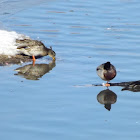 Mallards