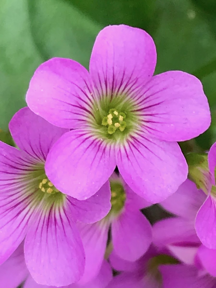 Pink Woodsorrel, Sheep-Sorrel