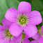 Pink Woodsorrel, Sheep-Sorrel