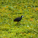 White-breasted waterhen