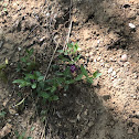 Ground ivy