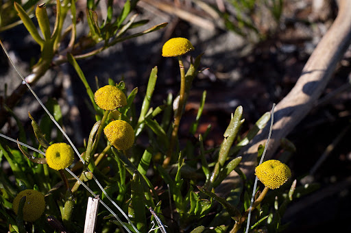 Cotula coronopifolia