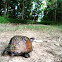 Eastern box turtle