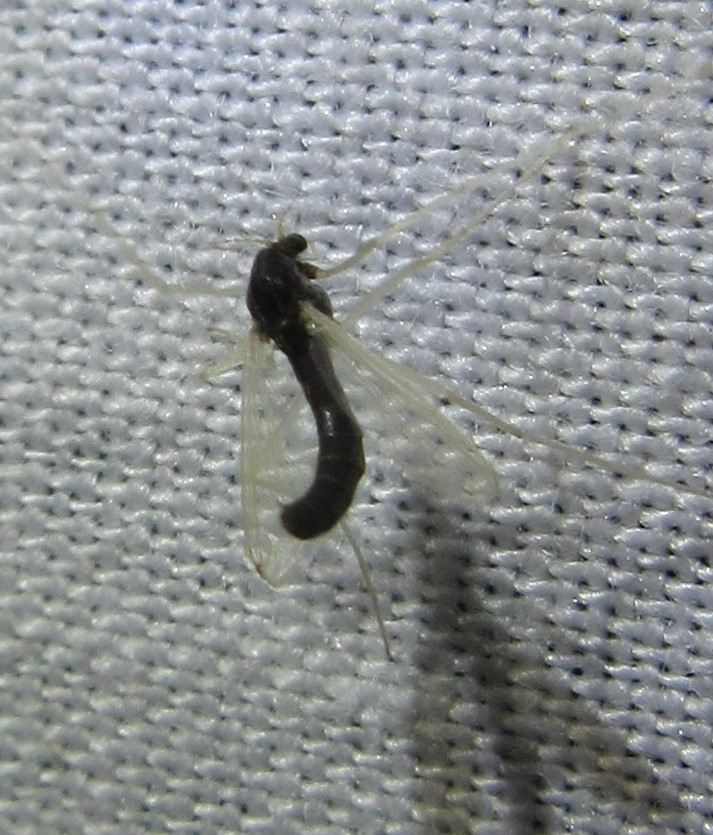 Unknown Midge