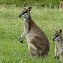 Agile Wallaby