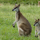 Agile Wallaby