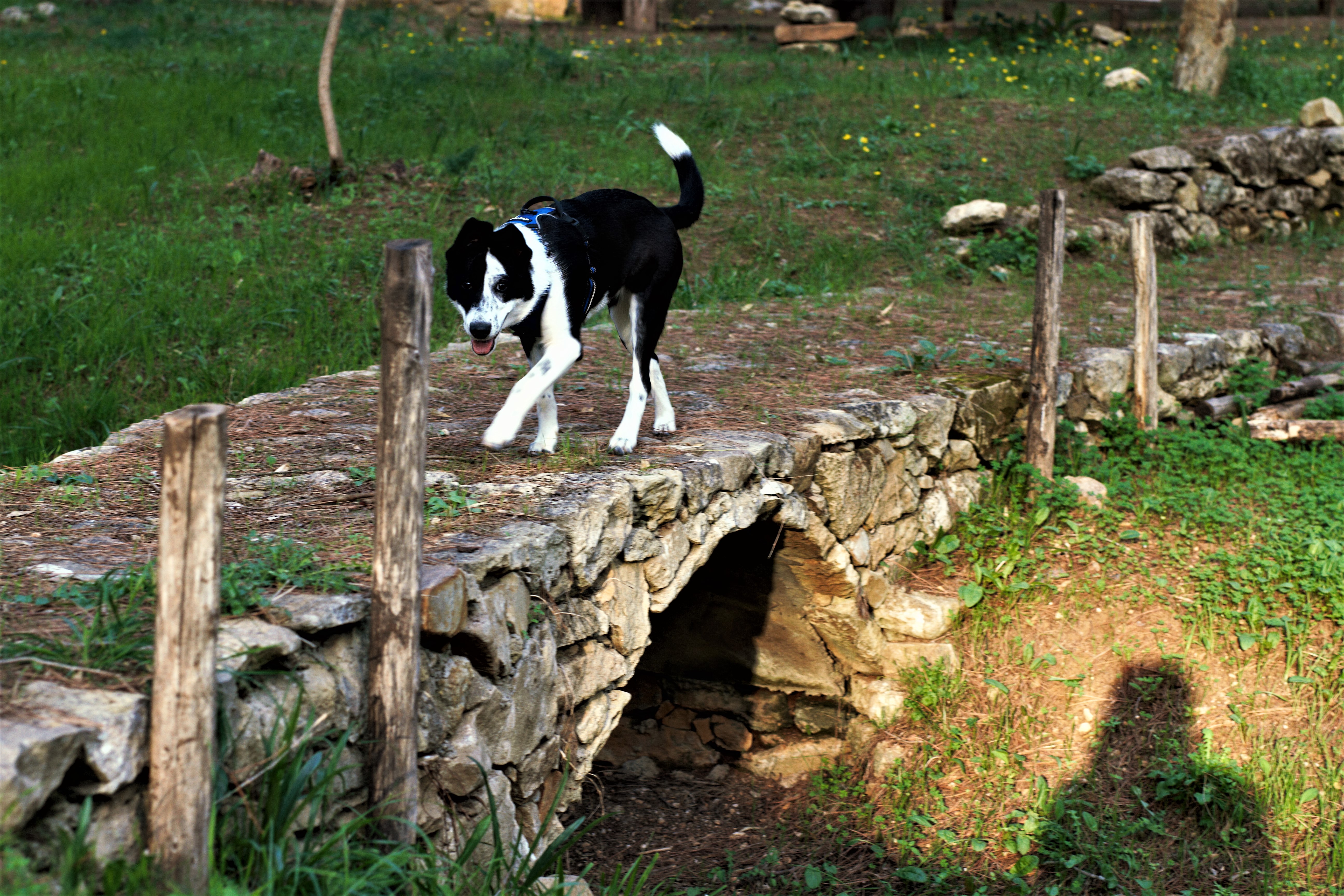 Almparvo con Ariel  di AngeloEsse