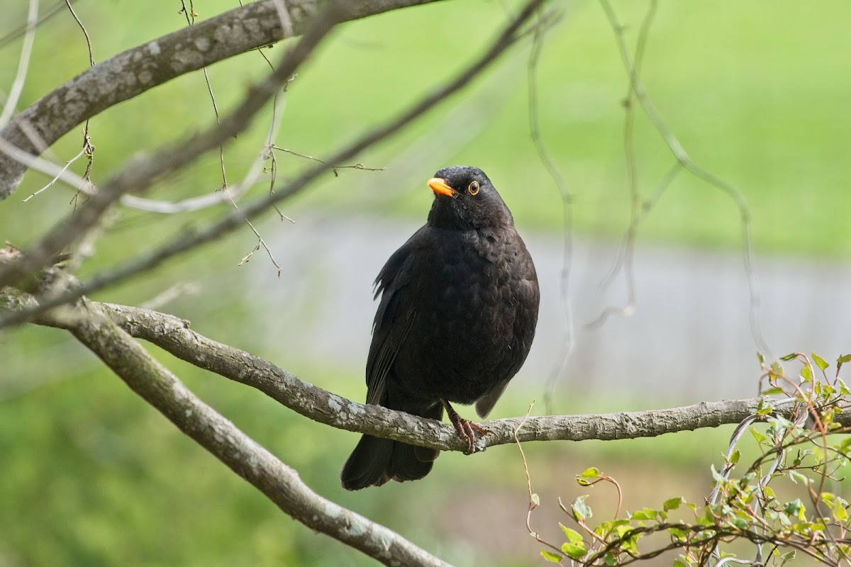 Eurasian Blackbird (male)