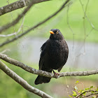 Eurasian Blackbird (male)