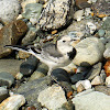 White Wagtail