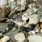 White Wagtail