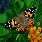 Painted Lady Butterfly