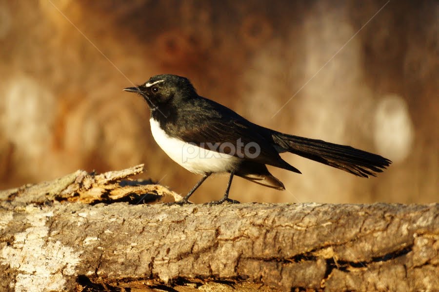 Willy Wagtail by Tanya Rossi - Animals Birds ( wagtail, bird, willy wagtail bird, willy, birds, wildlife )