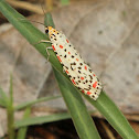 Heliotrope Moth