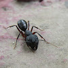 Carpenter Ants