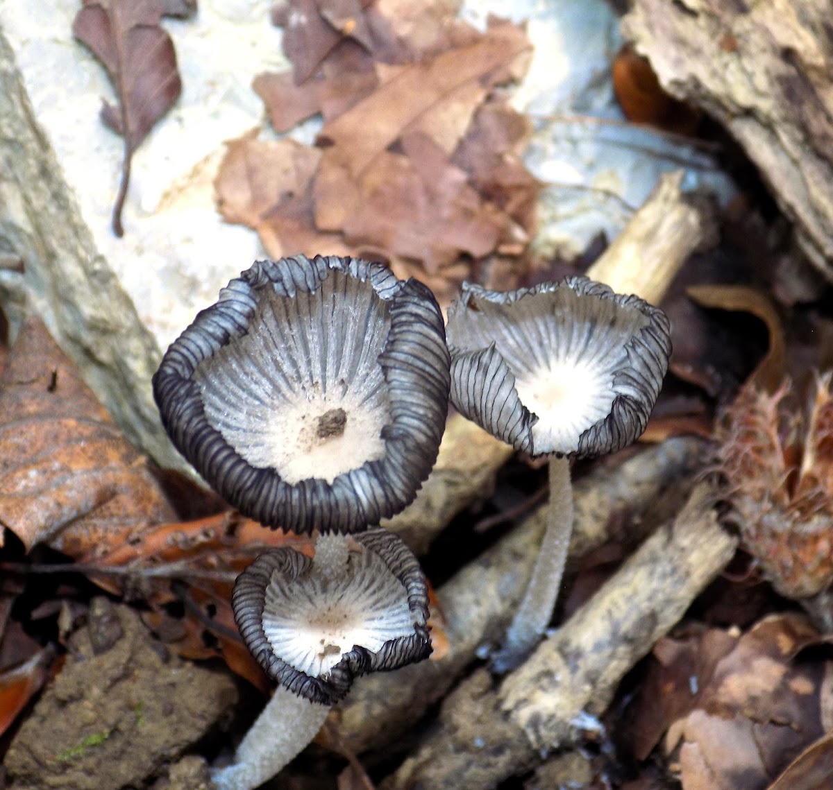 Inkcap