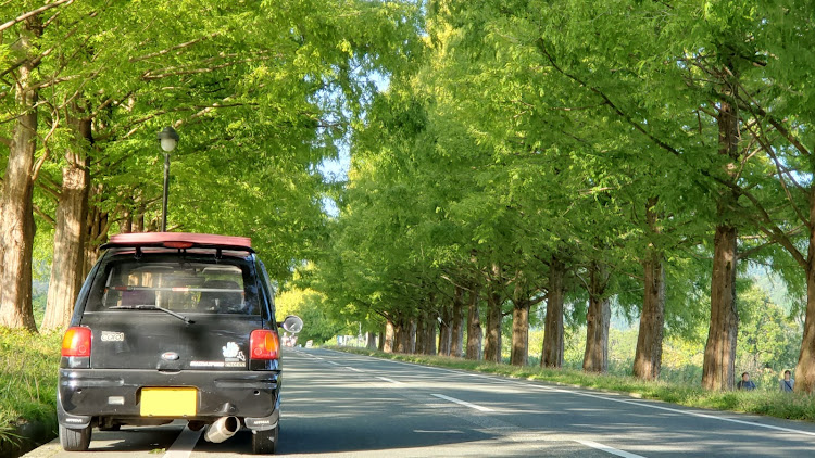 キャロルのメタセコイヤの並木道・奥琵琶湖パークウェイ・aa6pa・白髪神社・紅葉と愛車に関するカスタム事例の投稿画像2枚目