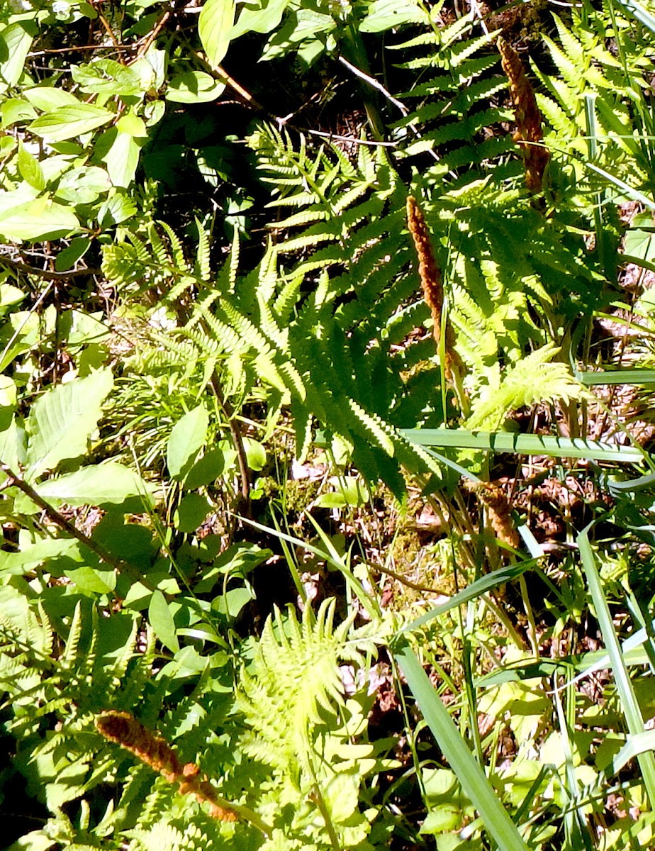 Cinnamon Fern