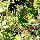 Cinnamon Fern