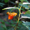 Orange Jewelweed